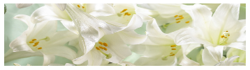 Easter Lillies