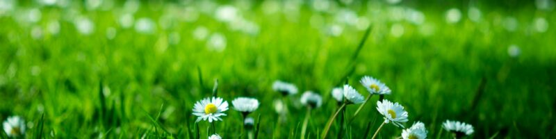 white daisy on grass field